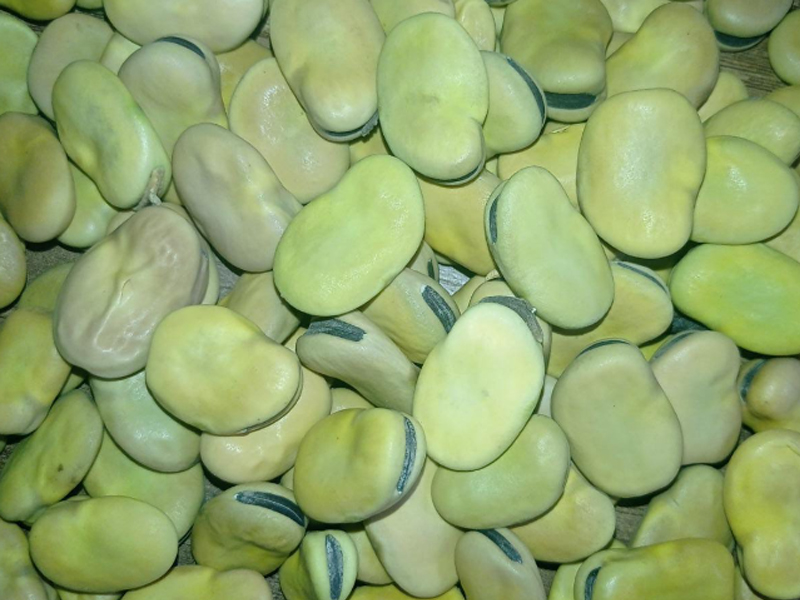 Habas Amarillas