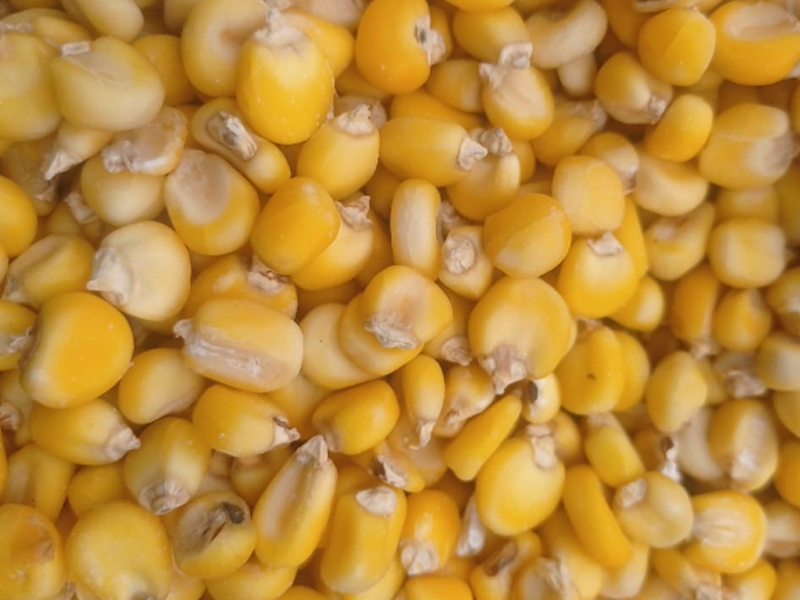 Maiz Mote Amarillo